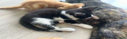 Mixed Breed cats for sale: GORGEOUS KITTENS  - Advert 11