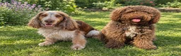 Mixed Breed dogs for sale: Spanish Water dog x Show Cocker Spaniel in Cromer - Advert 2