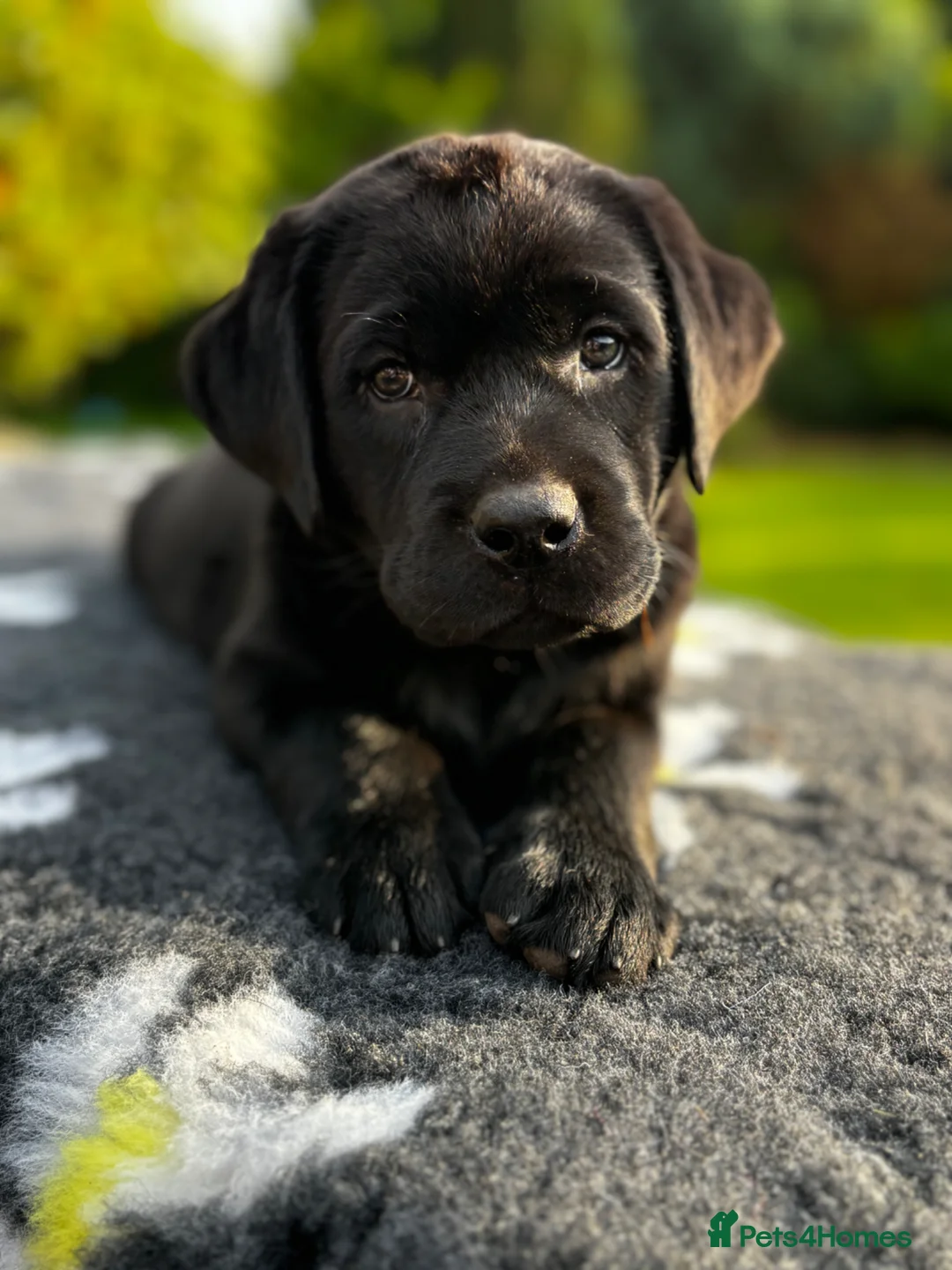 Labrador Retriever dogs for sale: True Show Line Labrador Puppies  - Advert 20