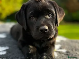 Labrador Retriever dogs True Show Line Chunky Labrador Puppies - Advert 10