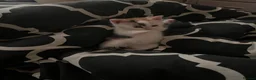 British Longhair cats for sale: British longhair female kitten  - Advert 4