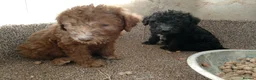 Bedlington Terrier dogs for sale: Beddlington terrier pups for sale - Advert 2