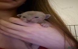 Burmese cats for sale: Burmese kittens for sale in Doncaster - Image 2
