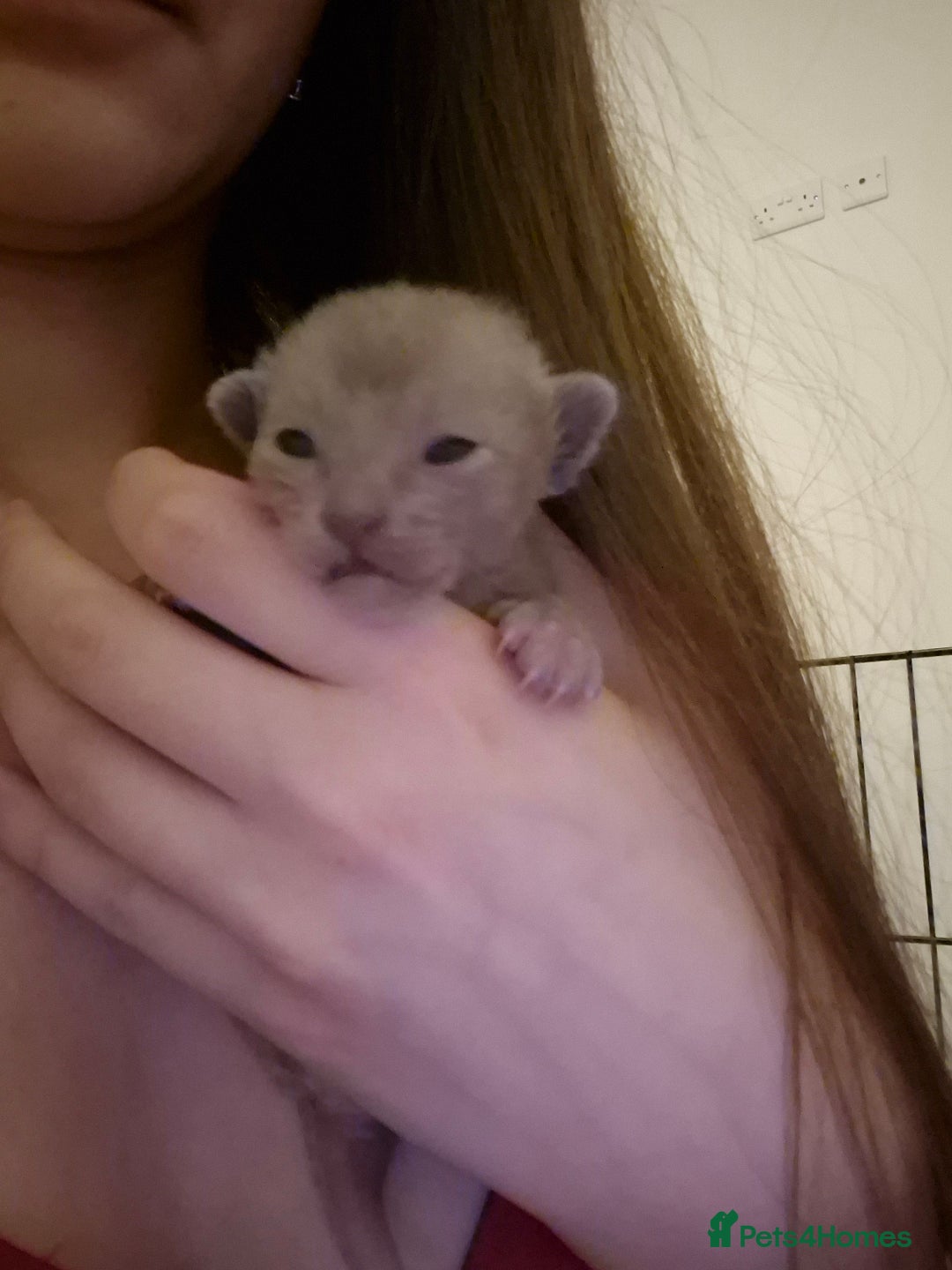 Burmese cats for sale: Burmese kittens for sale in Doncaster - Image 2