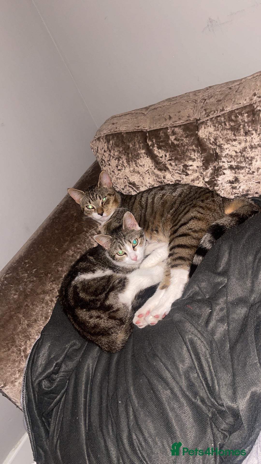 Mixed Breed cats Nova - almost a year old  - Advert 2