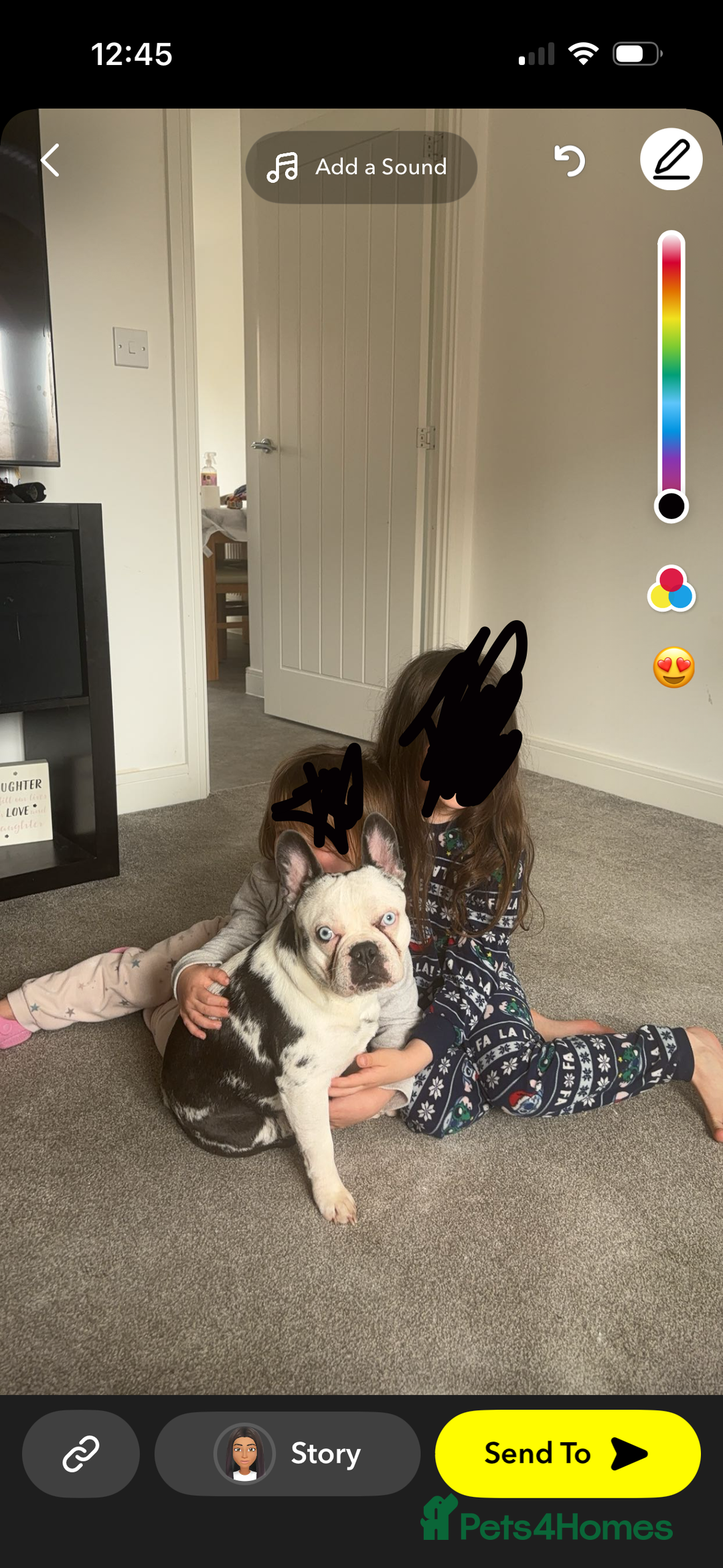 French Bulldog dogs for sale: Male French bulldog  - Image 2