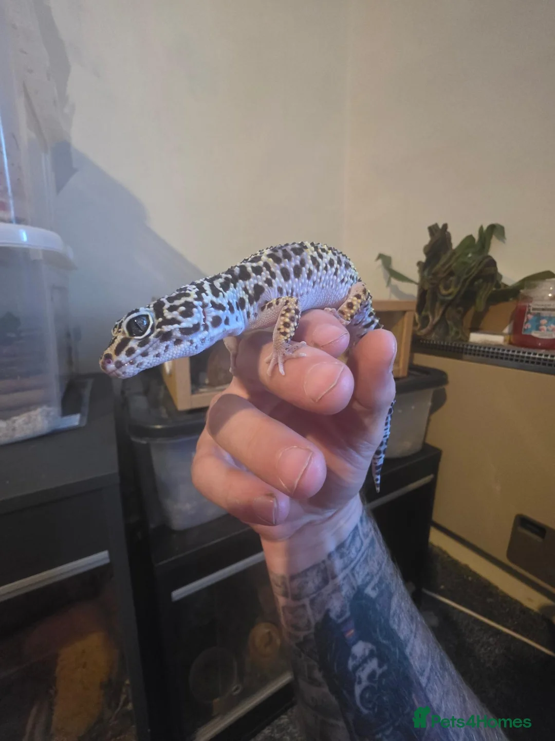 Leopard Gecko reptiles for sale: friendly leopard gecko looking for a loving home - Advert 1