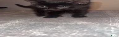 British Shorthair 2