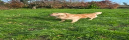 Golden Retriever dogs for sale: Kc registered golden retriever. in Chard - Advert 4