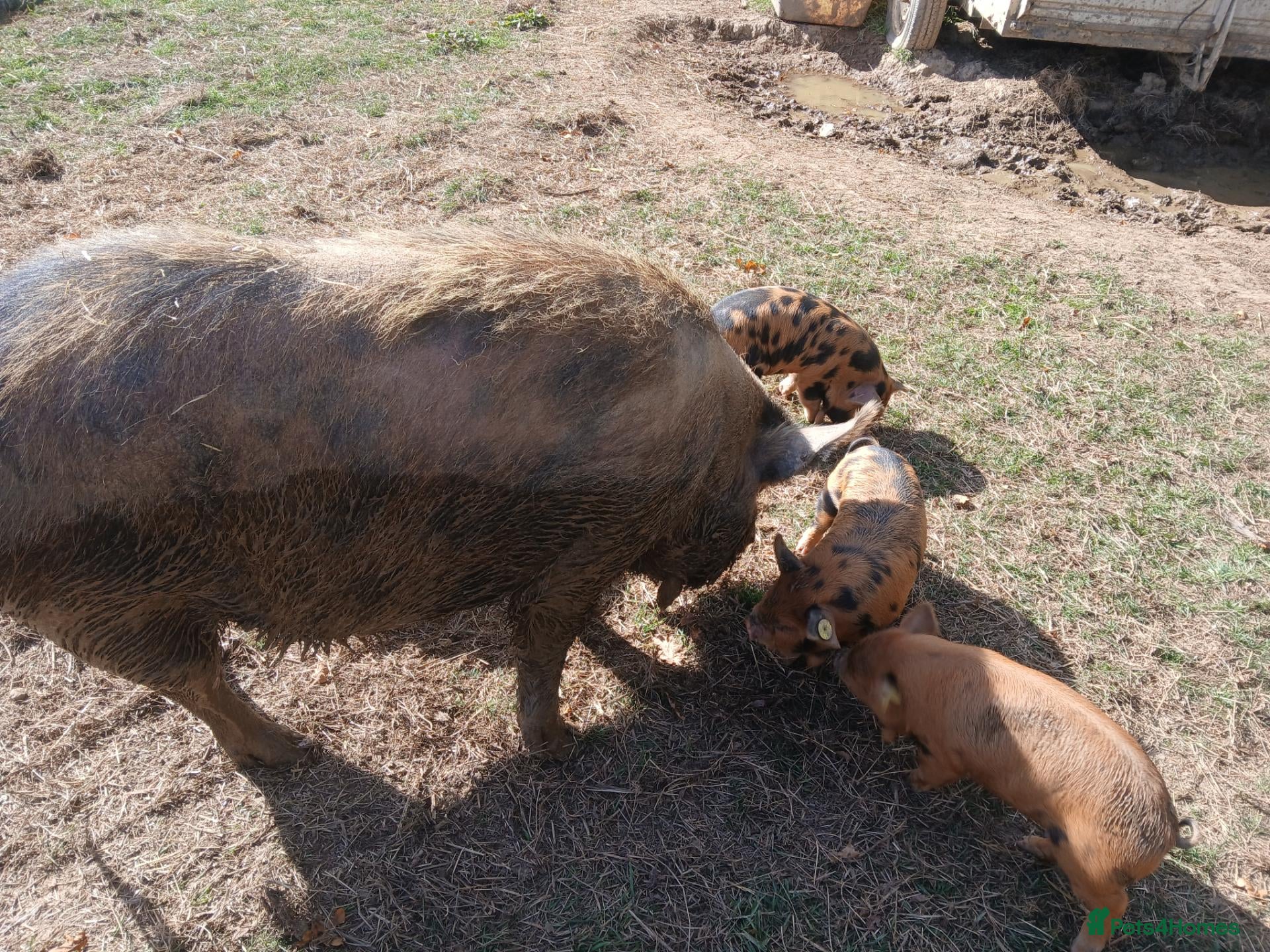 Pig livestock Kune kune piglets - Advert 6