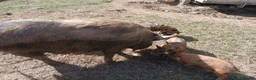 Pig livestock for sale: Kune kune piglets - Advert 1