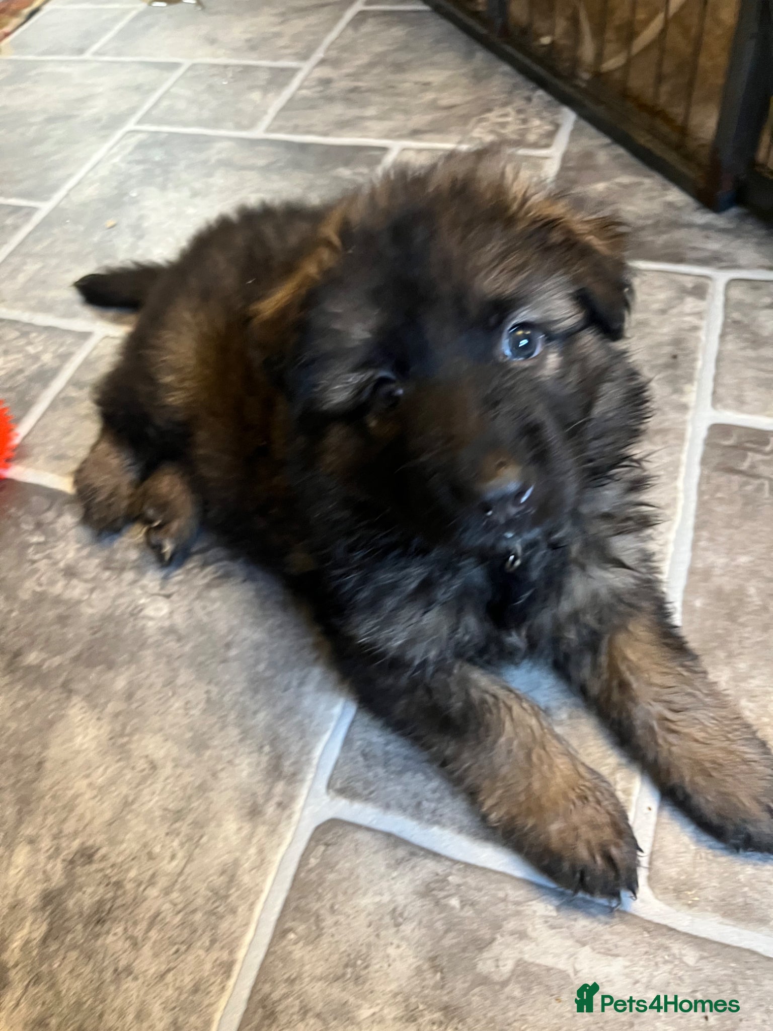 German Shepherd dogs German shepherd puppies - Advert 1