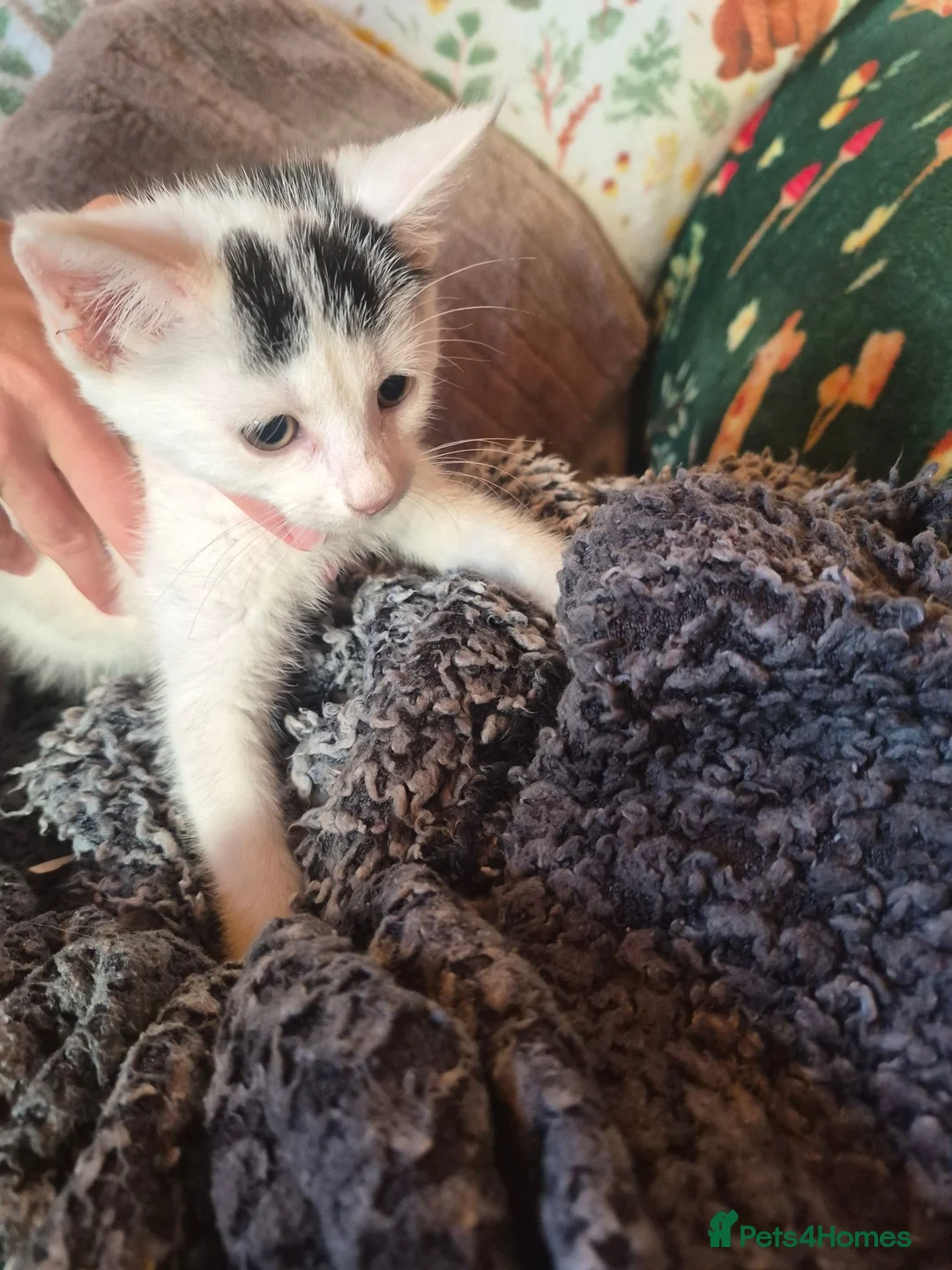 Mixed Breed cats for sale: 2 Adorable Kittens looking for their forever homes - Advert 9