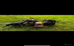 Dachshund dogs for sale: Dashound pups - Image 1