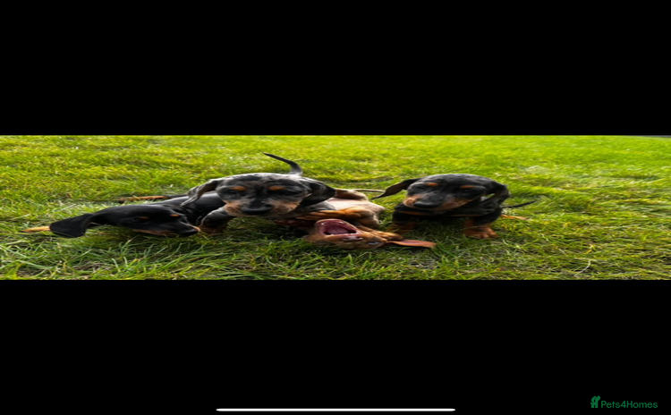 Dachshund dogs - Advert 2