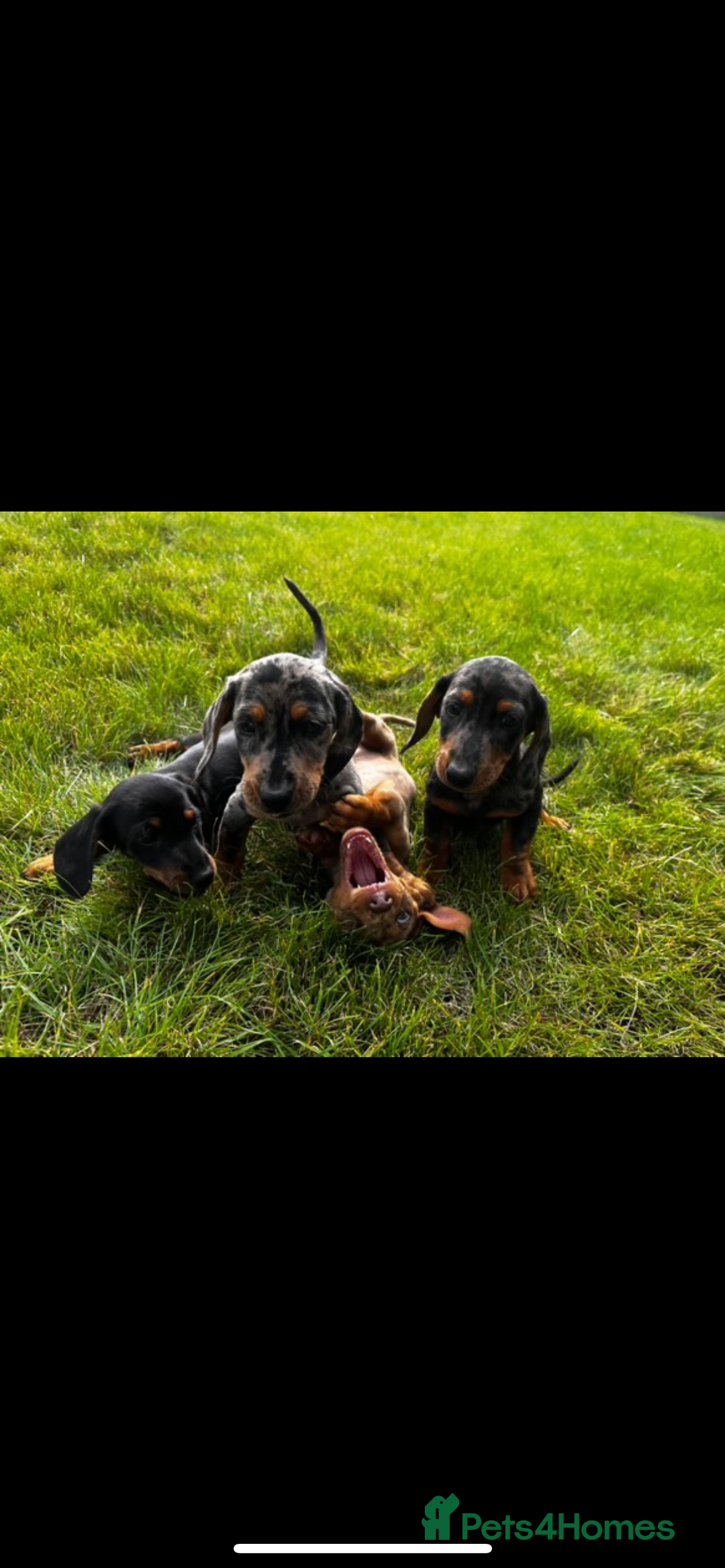 Dachshund dogs for sale: Dashound pups - Image 1