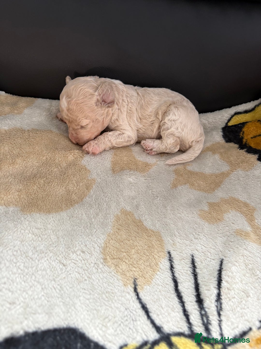 Poochon dogs for sale: Poochon puppies  - Image 5