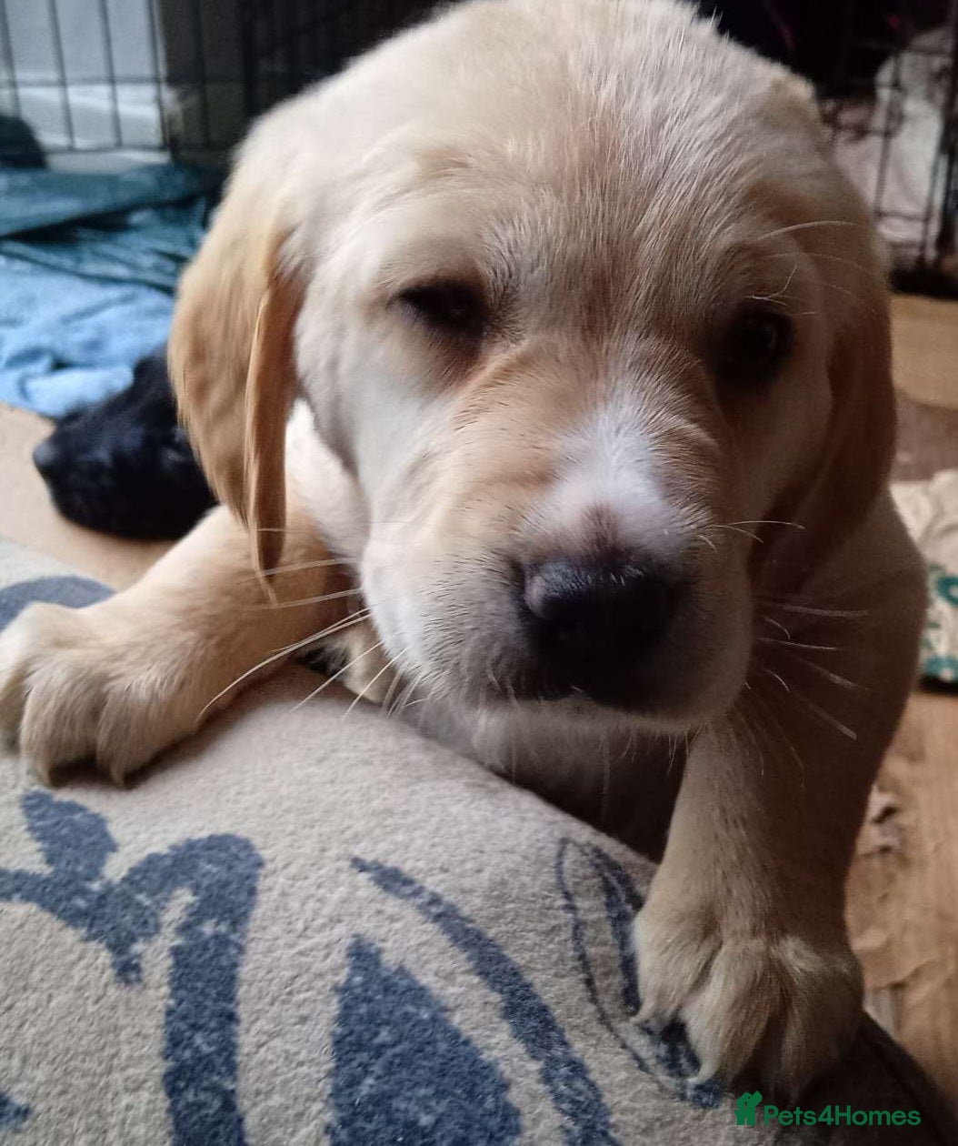 Mixed Breed dogs Crazy cute Cockapoo x Golden Retriever x puppies  - Advert 11