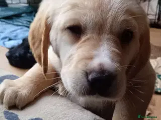 Mixed Breed dogs Crazy cute Cockapoo x Golden Retriever x puppies - Advert 11