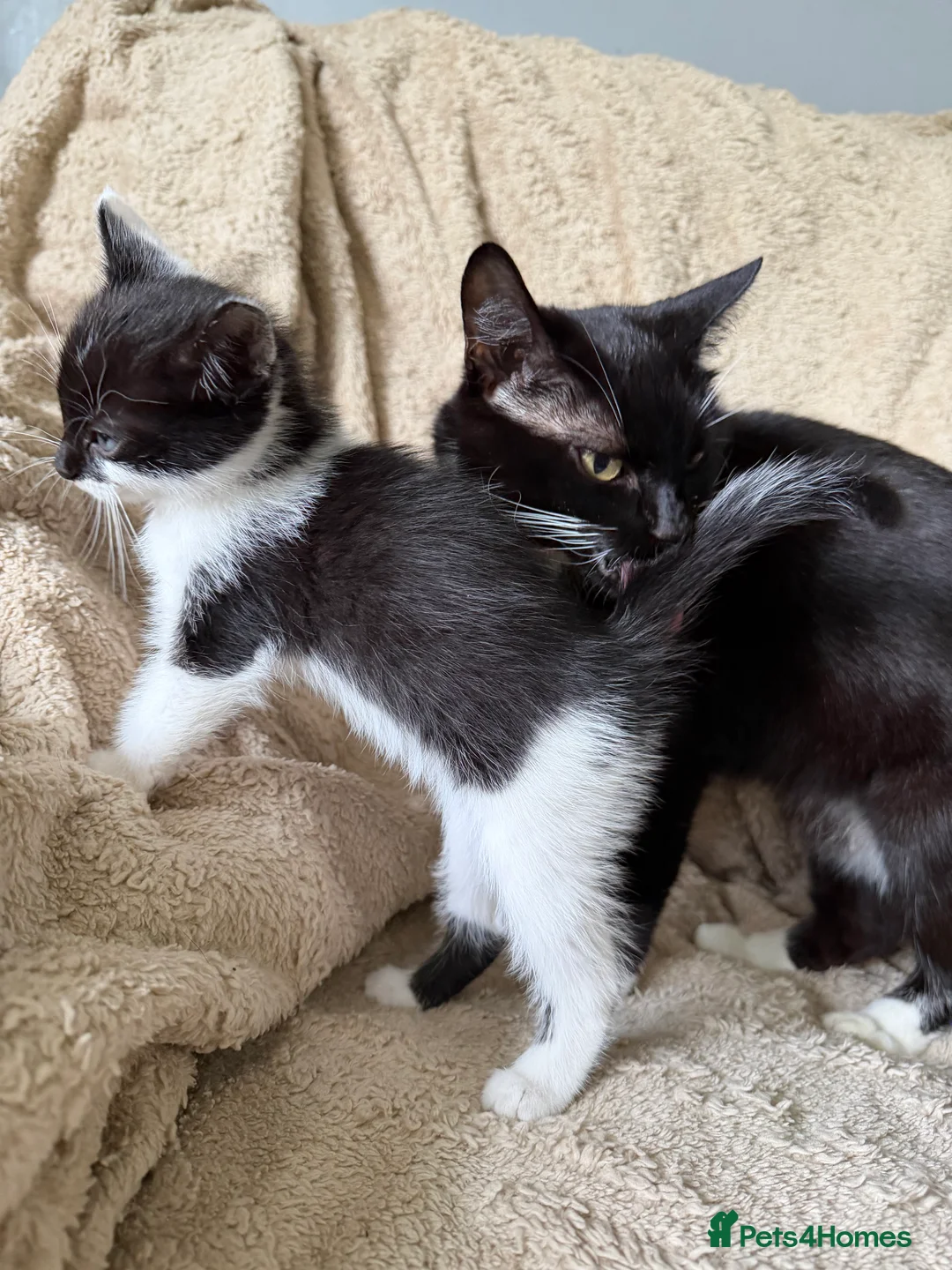 British Shorthair cats for sale: Tuxedo kittens for sale - Advert 2