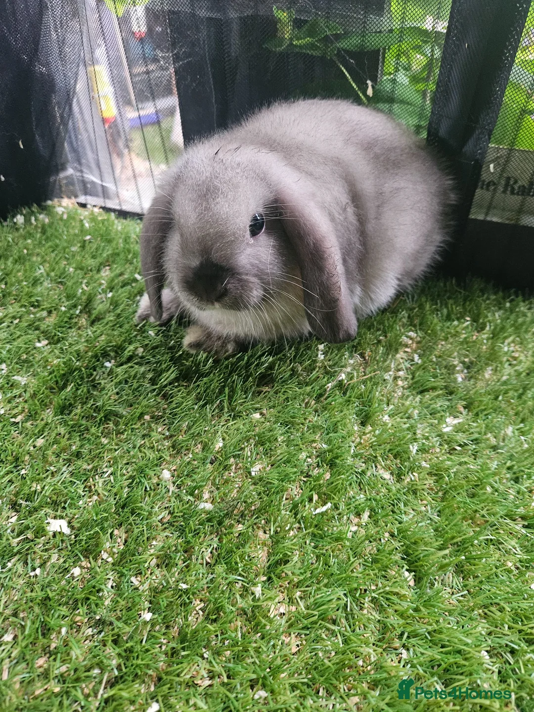 Mini Lop rabbits for sale: Seal point mini lops and seal point lion lop baby  - Advert 4