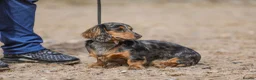 Miniature Dachshund dogs for stud: KC registered 5 Generation Stud Dog Available. - Advert 7