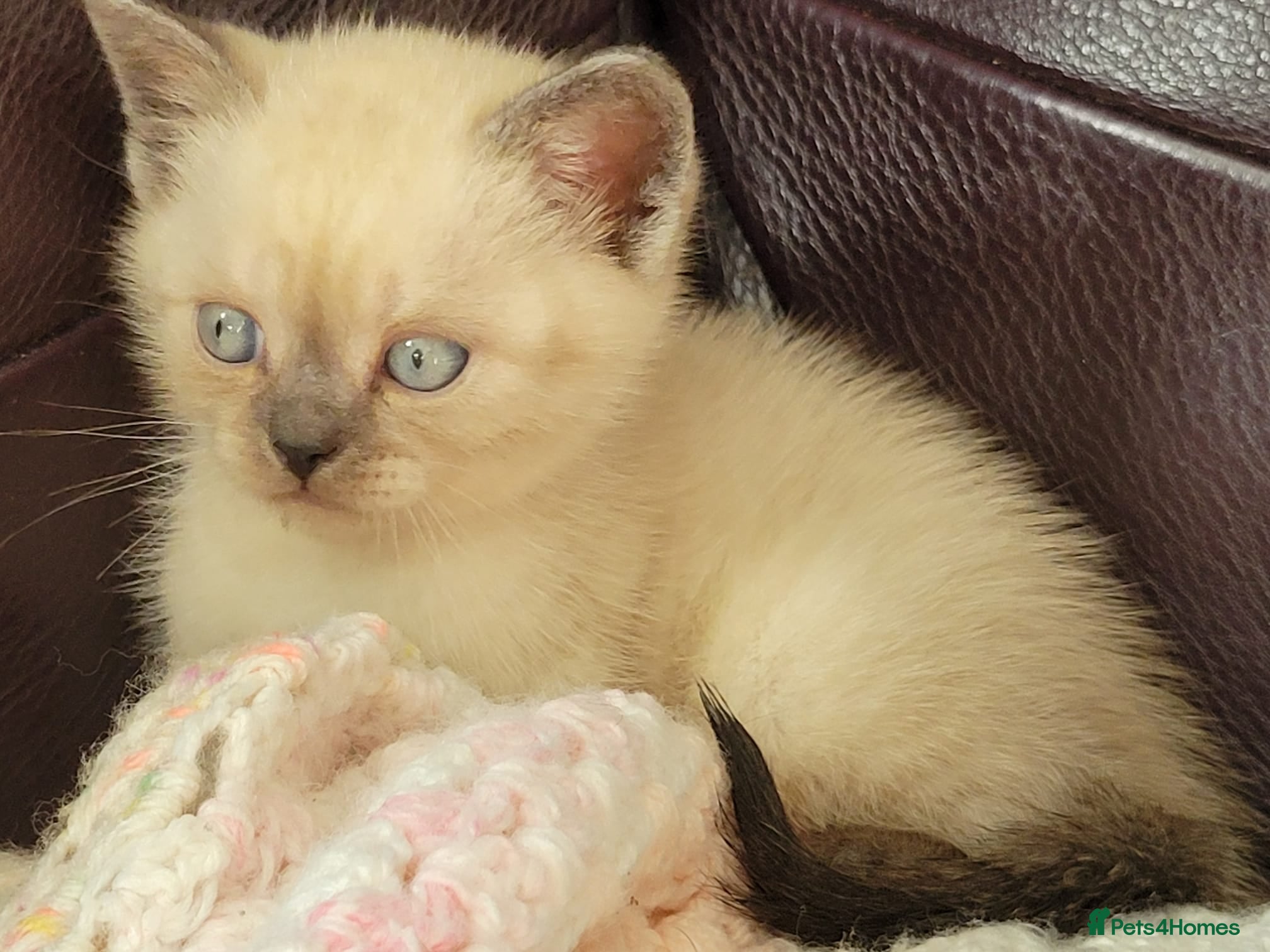 British Shorthair cats 2x british shorthair boys - Advert 1