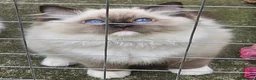 Ragdoll cats for sale: Majestic boy ❤️ - Advert 4