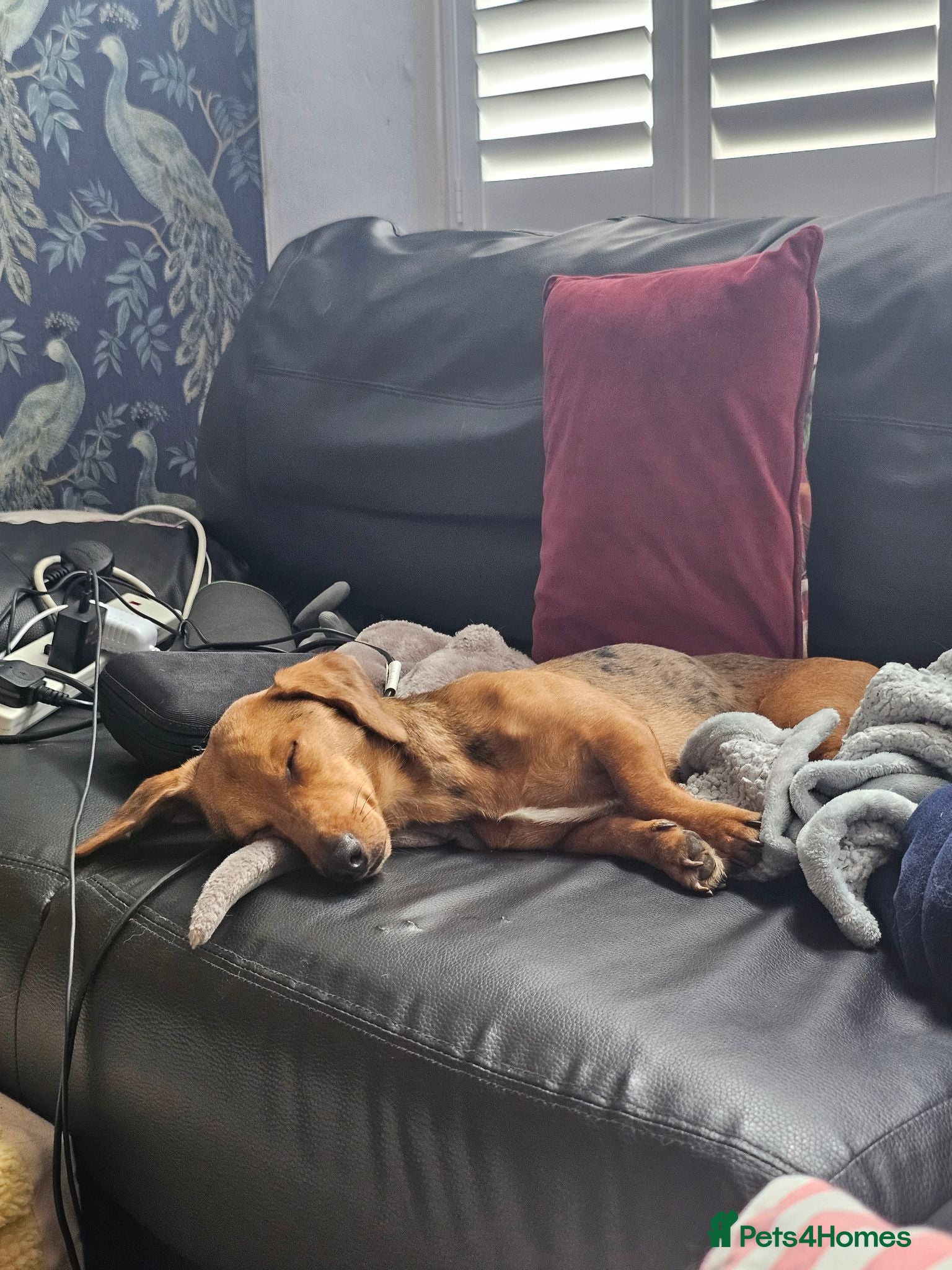 Dachshund dogs Loving, cuddly, loyal Dachshund- Dash for rehoming - Advert 9