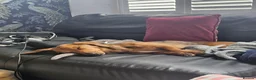 Dachshund dogs for sale: Loving, cuddly, loyal Dachshund- Dash for rehoming in Loughborough - Advert 1