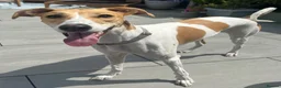 Mixed Breed dogs for adoption: Beautiful Angel wants a new loving forever home - Advert 3