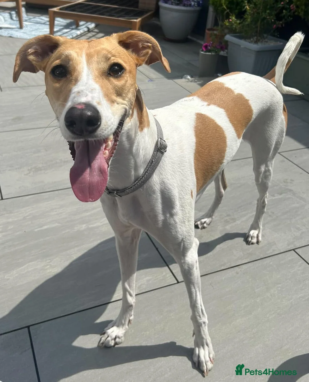 Mixed Breed dogs for adoption: Beautiful Angel wants a new loving forever home - Advert 3