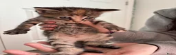 Maine Coon cats for sale: Beautiful Maine coon kittens - Advert 8