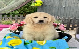 Golden Retriever dogs for sale: 3 left gorgeous kc reg golden retriever puppies  - Image 16