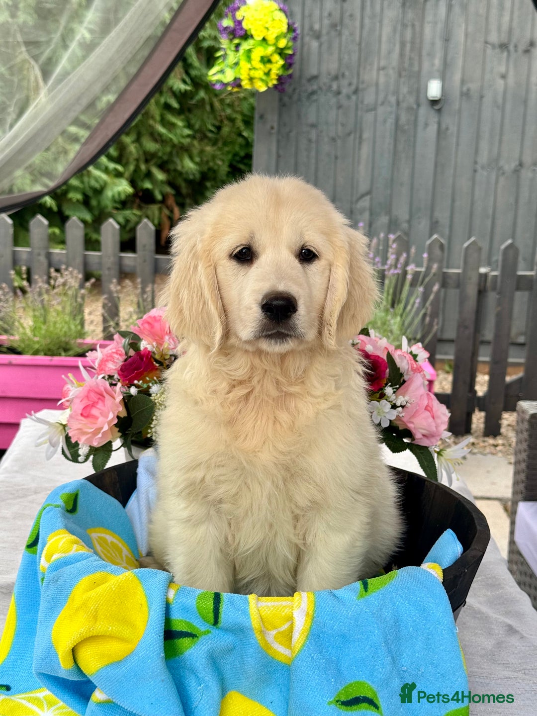 Golden Retriever dogs for sale: 3 left gorgeous kc reg golden retriever puppies  - Image 16