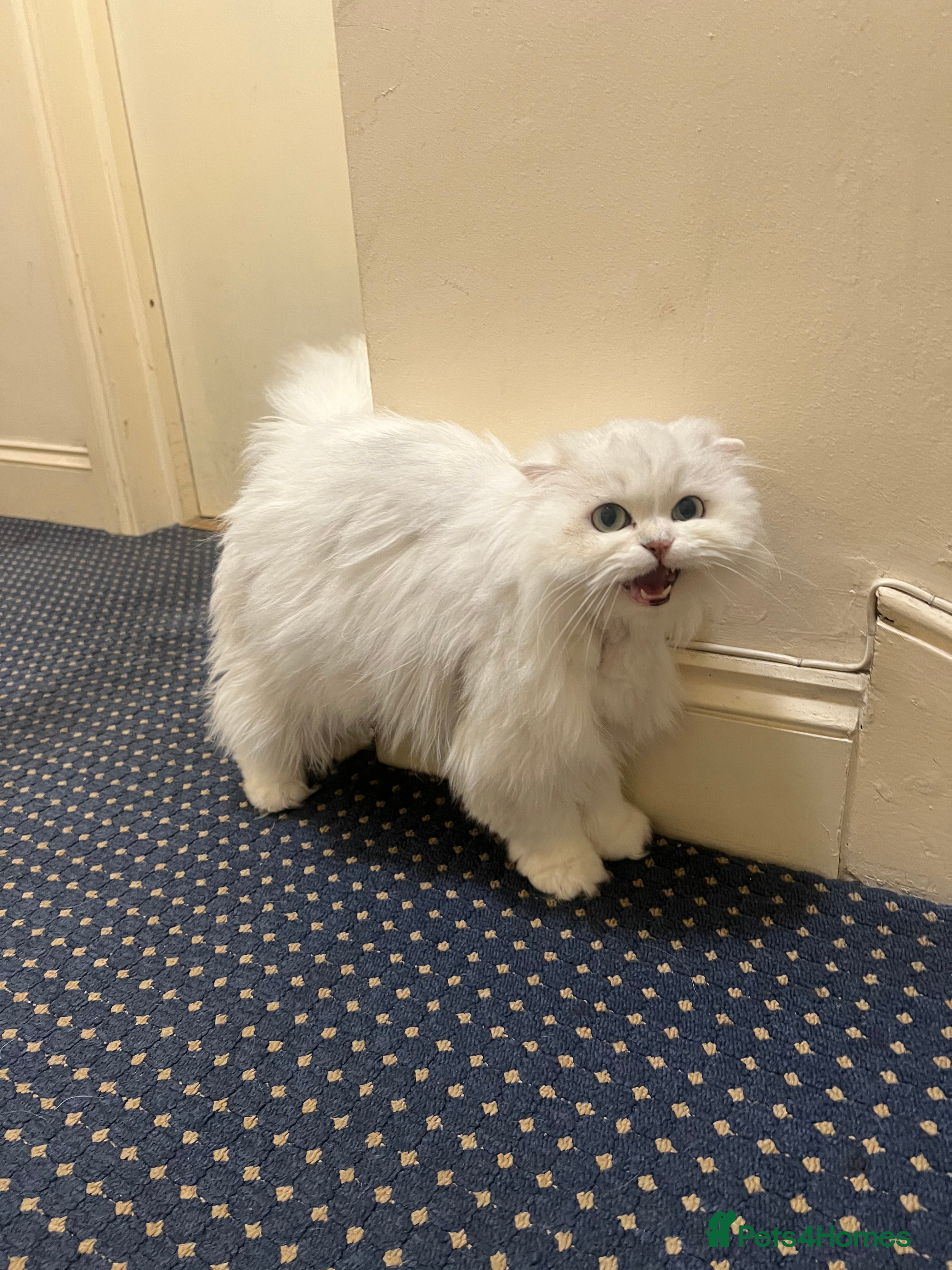 Scottish Fold cats Stunning Scottish Fold Girl - Advert 2