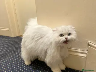 Scottish Fold cats Stunning Scottish Fold Girl - Advert 2