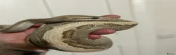 Python Snake reptiles for sale: Female fire jigsaw royal python - Advert 2