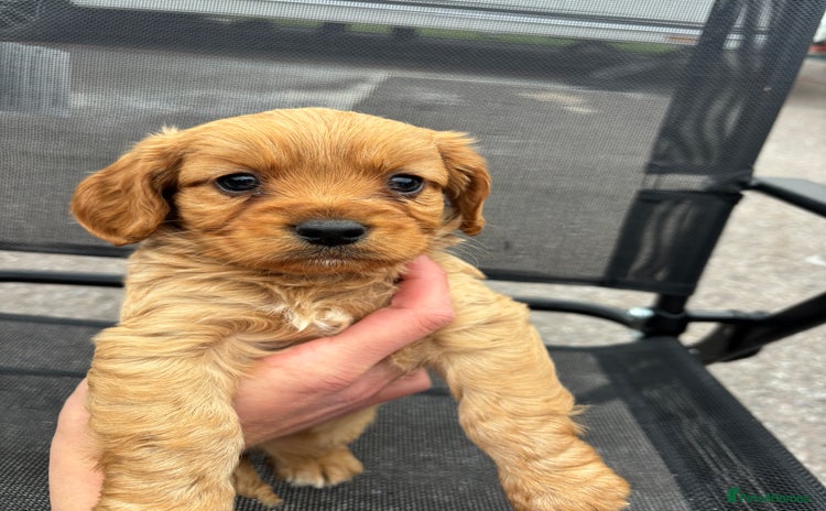 King Charles Spaniel dogs - Advert 1