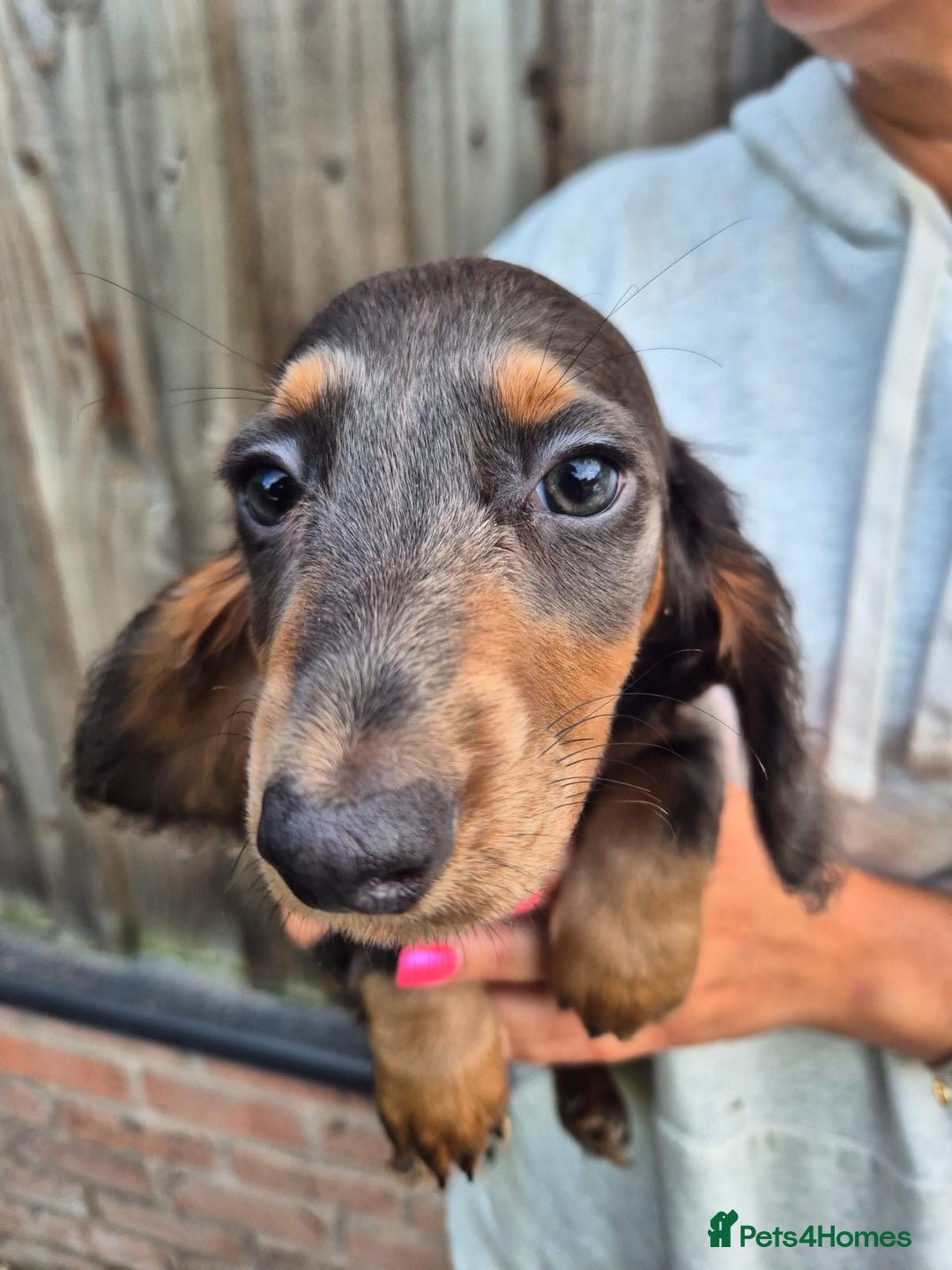 Miniature Dachshund dogs for sale: Miniature dachshund puppies  - Image 3