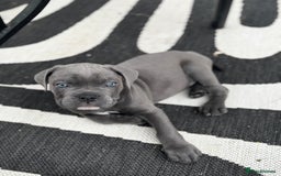 Mixed Breed dogs for sale: canó corso cross british bulldog stunning colours  - Image 29