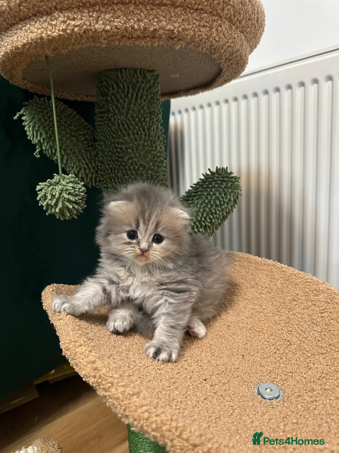 Scottish Fold cats for sale: Scottish Fold Long Hair Kittens/ 2 female 2 boy - Image 14