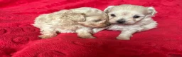 Maltipoo dogs for sale: Beautiful Maltipoos  - Advert 8