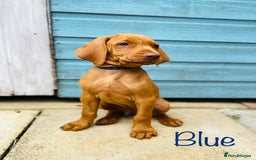 Hungarian Vizsla dogs for sale: KC registered hungarian vizsla puppies - Image 3