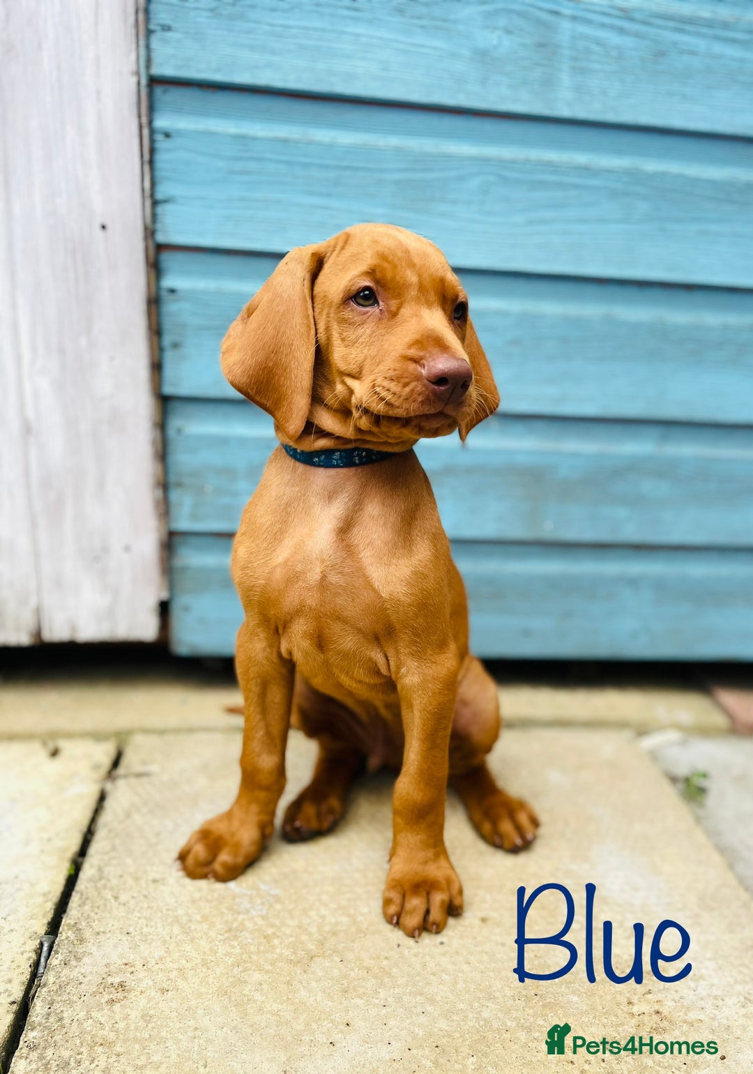 Hungarian Vizsla dogs for sale: KC registered hungarian vizsla puppies - Image 3