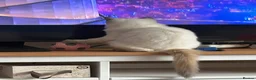 Ragdoll cats for sale: 2 beautiful ragdoll sisters  in Bristol - Advert 5