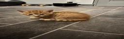 Mixed Breed cats for sale: Ginger males and calico female - Advert 10