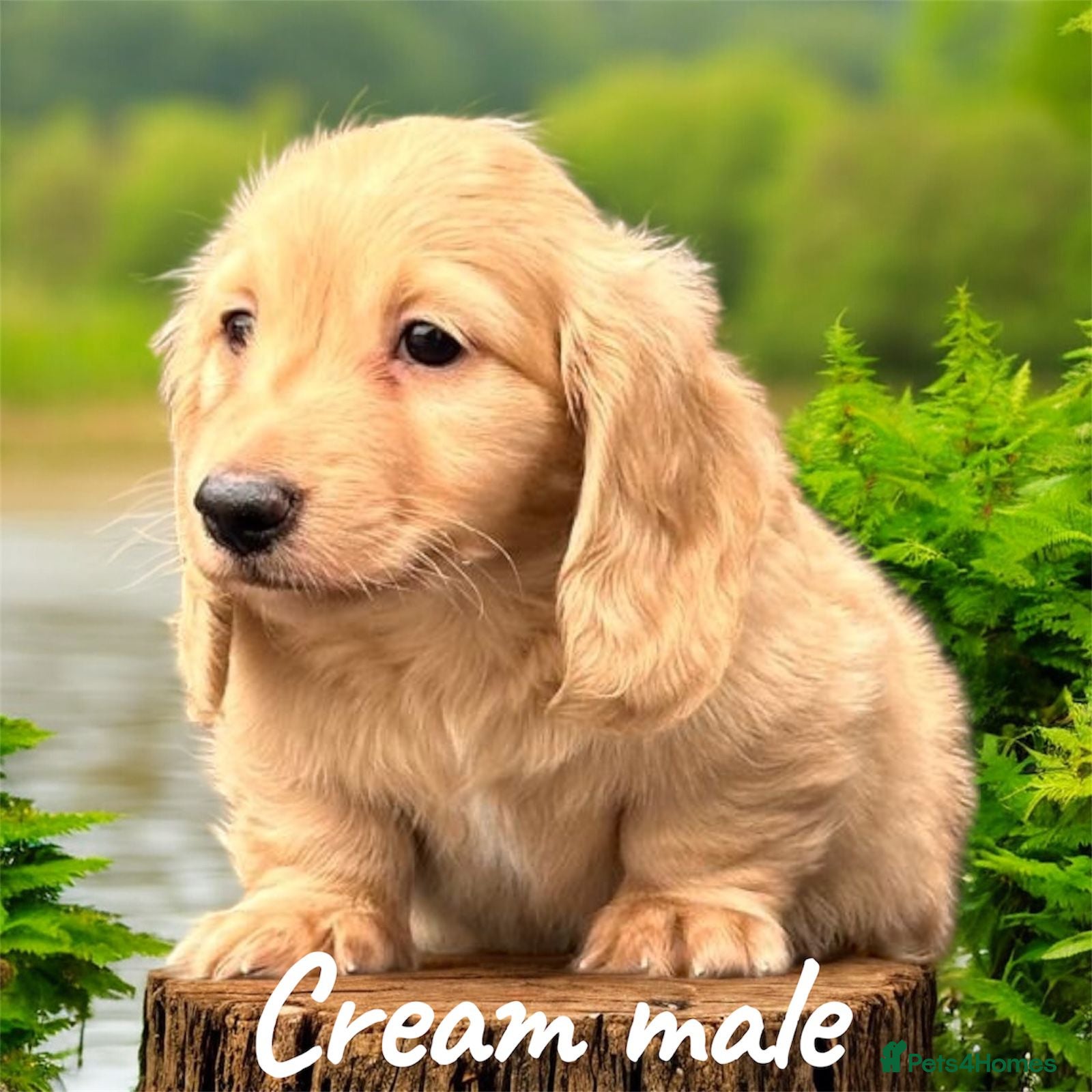 Miniature Dachshund dogs Miniature longhaired dachshund  - Advert 5