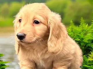 Miniature Dachshund dogs Miniature longhaired dachshund - Advert 5