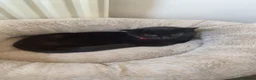 Domestic Shorthair cats for sale: 2 Year old All black domestic short hair in Sunderland - Advert 2
